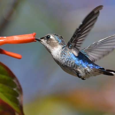 Bee Hummingbird
