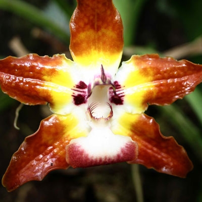 Huntleya meleagris