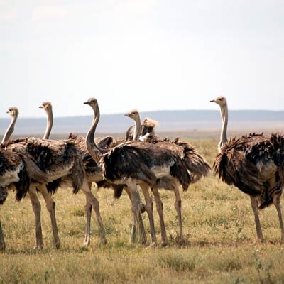 Female Ostriches