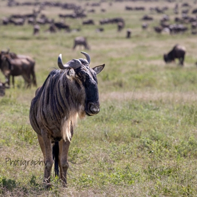 Wildebeest