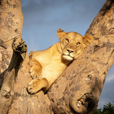 Lion in tree