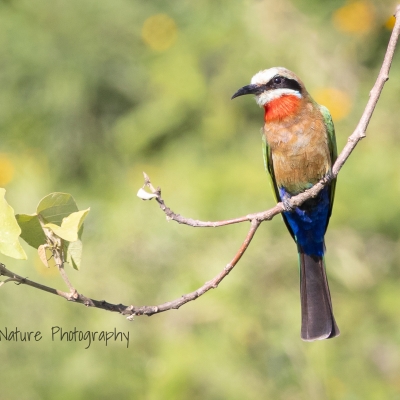 White-Fronted Bee-Eater