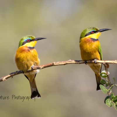 Little Bee Eaters