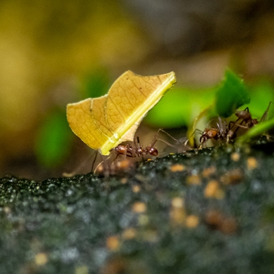 Leaf-cutter ants
