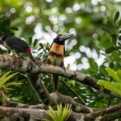 Collared Aracaris