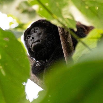 Howler monkey