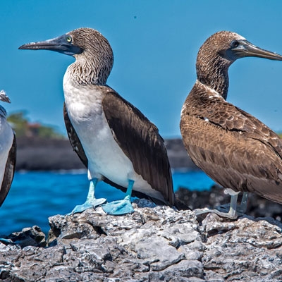 Blue-footed boobies