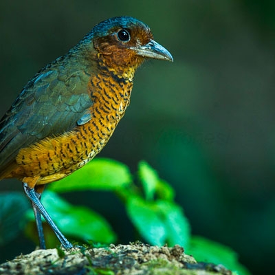 Giant Antpitta