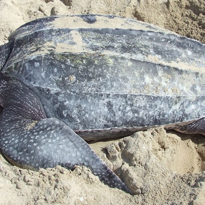 Leatherback Turtle