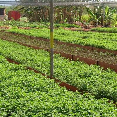 Organopónico Vivero Alamar, an urban garden in Havana