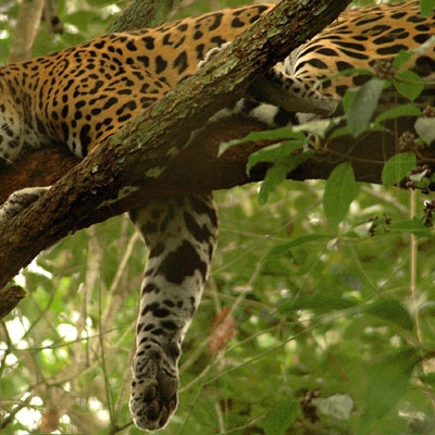 Jaguar at Belize Zoo