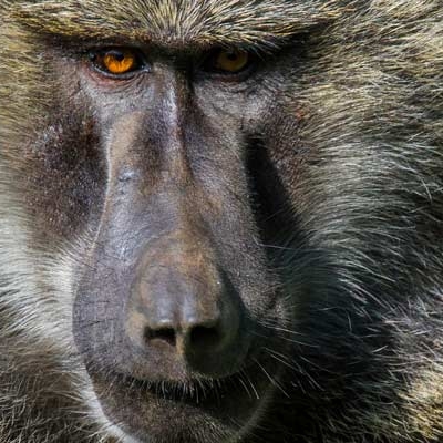 Olive Baboon