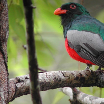 Slaty-tailed Trogon