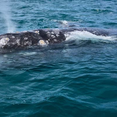 Sue and Gray Whale