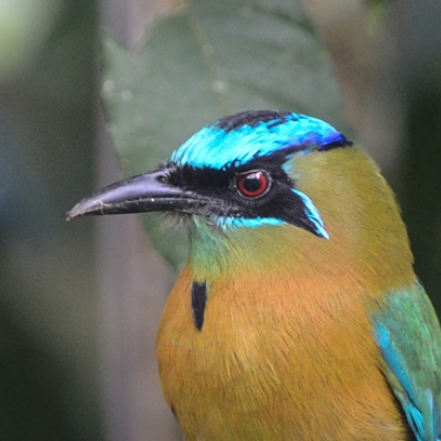 Lesson's Motmot