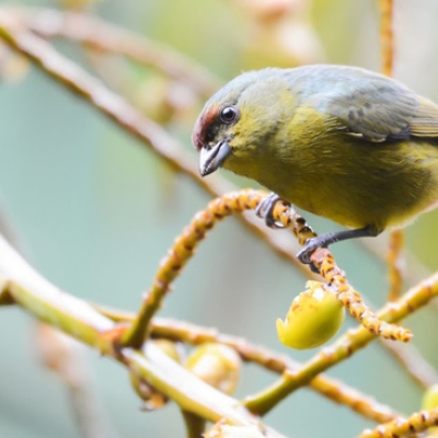 Olive-backed Euphonia
