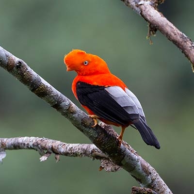 Andean Cock-of-the-rock perched on a branch