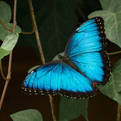 Blue morpho butterfly 