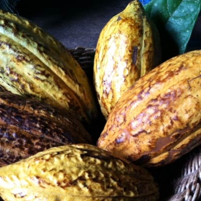 bowl of cacao pods