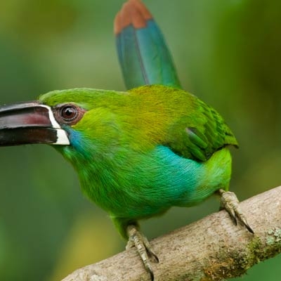 Crimson-rumped Toucanet perched on a branch