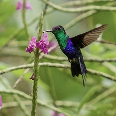 A hummingbird in flight feeds on porterweed flowers