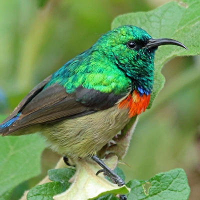 Eastern Double-collared Sunbird in Ngorongoro Crater by Nigel Voaden, CC BY SA 2.0