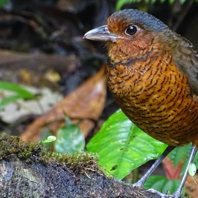 Giant Antpitta standing on the ground with leaves behind it