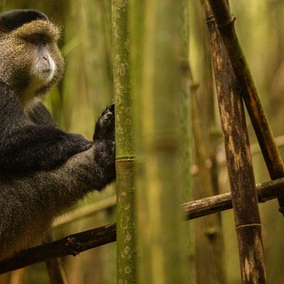 Monkey resting in tree