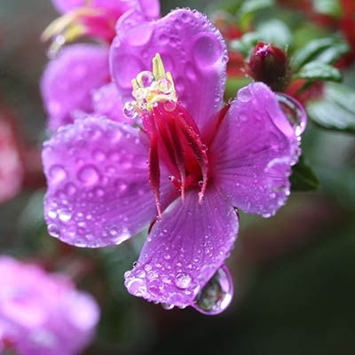 Closeup of a Monochaetum vulcanicum flower with dew on the petals