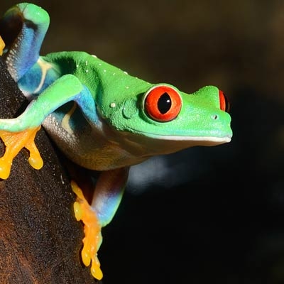 Close-up shot of frog