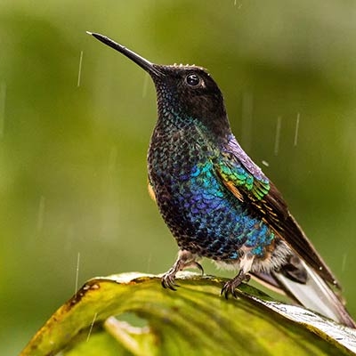 Velvet-purple Coronet hummingbird perched on a leaf with raindrops falling around it
