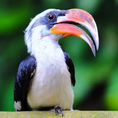 Von der Decken's Hornbill by Pa Van