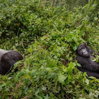 Two gorillas sit a few feet apart surrounded by brush