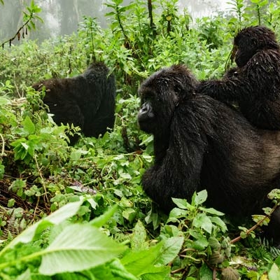 Two gorillas walk through brush, one with a baby gorilla on its back
