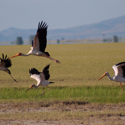 Yellow-billed Storks in Lake Manyara by Pelin Karaca