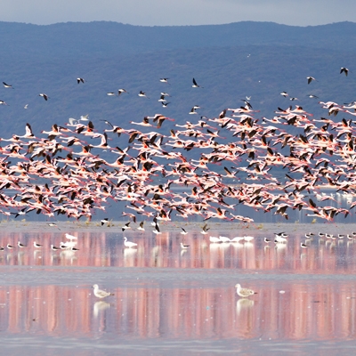 Flock of Flamingos in Lake Manyara