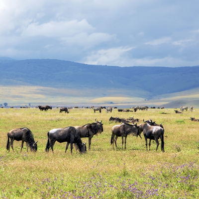 Wildebeest in Ngorongoro Crater