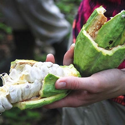 close-up of somone holding a cacao pod