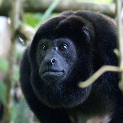 close up of a howler monkey's face