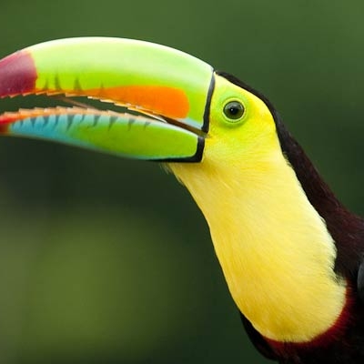 Close up of a toucan
