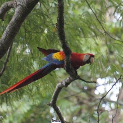 bird sits on a branch in a tree