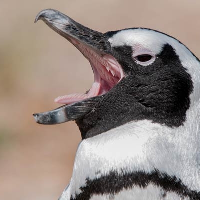 close-up of a penguin with its beak open