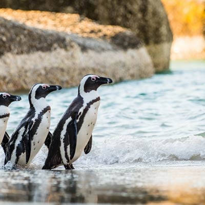 five penguins on a beach