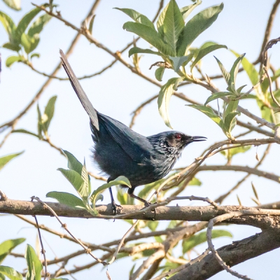 Blue Mockingbird on a branch