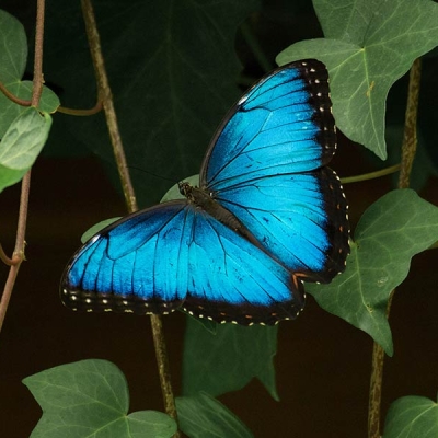 Blue morpho butterfly