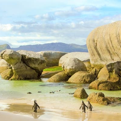 Landscape view of beach with large boulders and four penguins