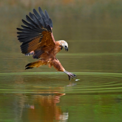 Black-collared Hawk hovering above water at Three Brothers River in the Pantanal, Brazil