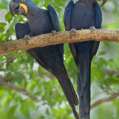 Hyacinth Macaws on a branch in the Pantanal