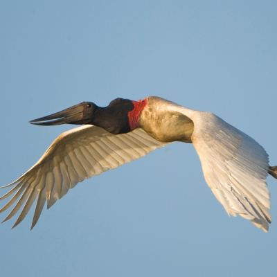 Jabiru in flight