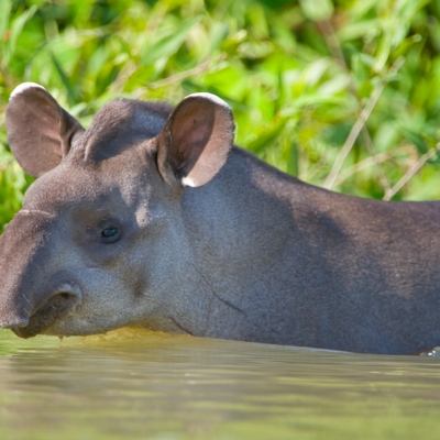 South American tapir swimming in the Pantanal